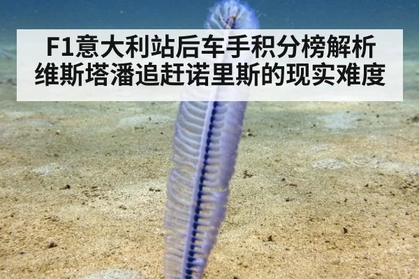 F1意大利站后车手积分榜解析 维斯塔潘追赶诺里斯的现实难度 | nine game
